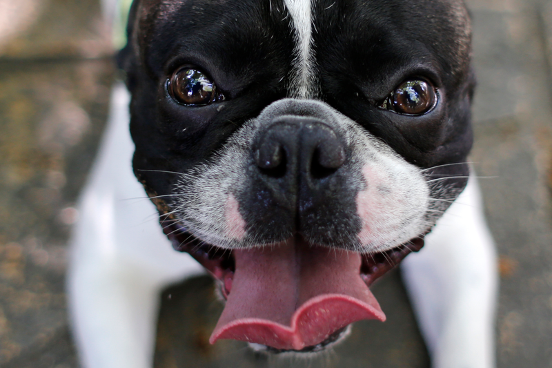 Dogs. AP
